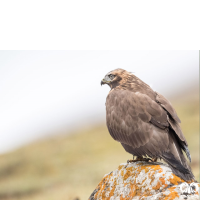 گونه سارگپه کوهی Upland Buzzard